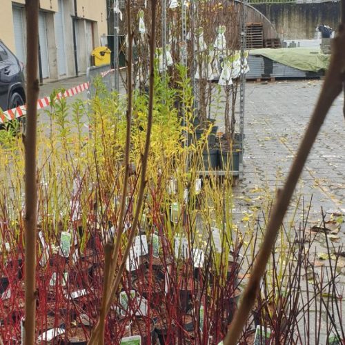 Woluwe1150_Distribution arbres 2022_3