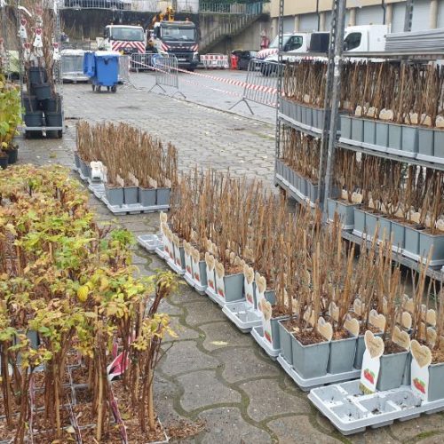 Woluwe1150_Distribution arbres 2022_4