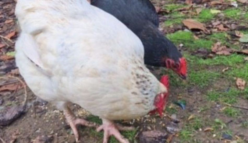 Woluwe1150_Palmiers 1