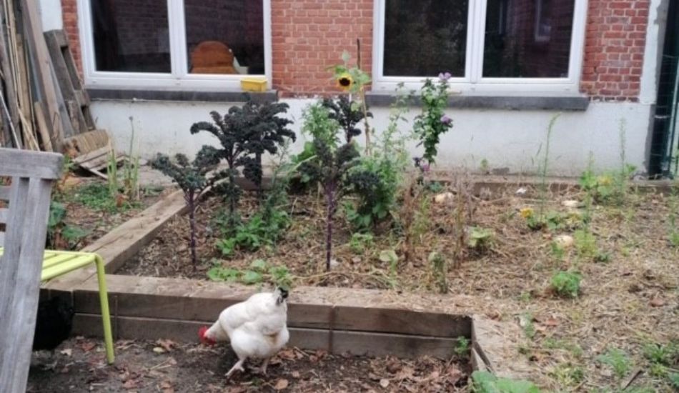 Woluwe1150_Palmiers 3