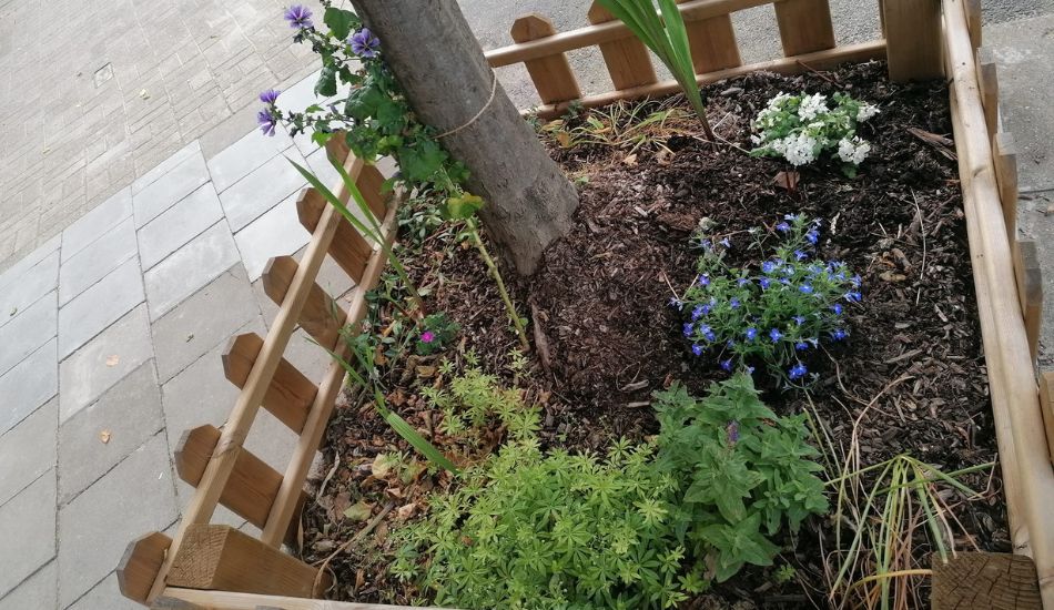 Woluwe1150_Palmiers 5