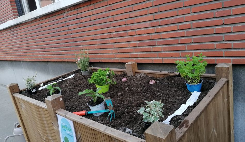 Woluwe1150_Palmiers 6