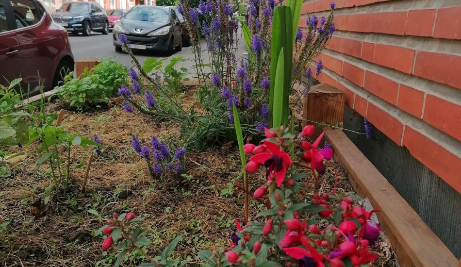 Woluwe1150_Palmiers 8