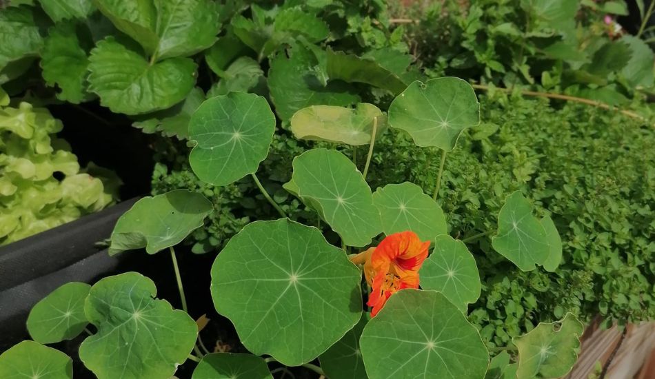 Woluwe1150_Palmiers 9